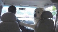 a dog is sitting in the back seat of a car