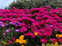 a field of colorful flowers near the ocean